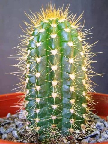 Coleocephalocereus